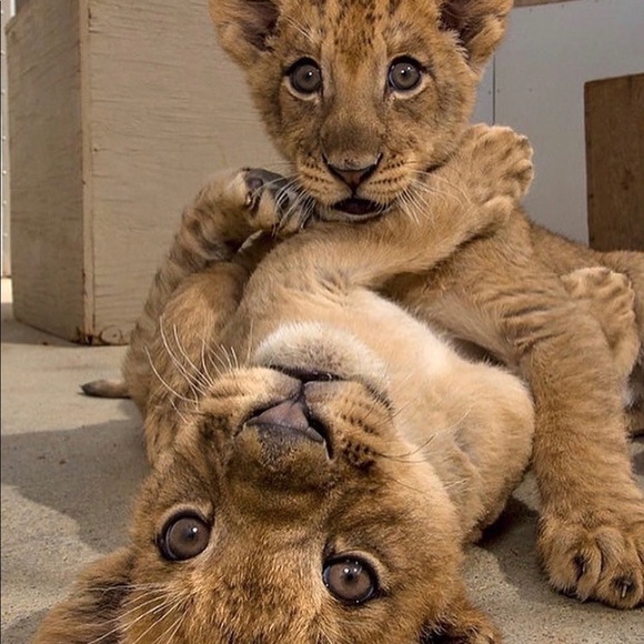 Meet your Posher - Picture 1 of 1